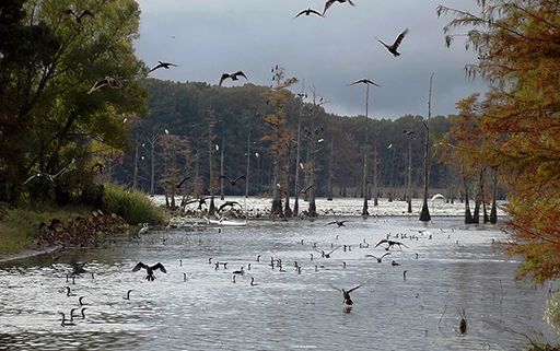 Black Bayou Lake