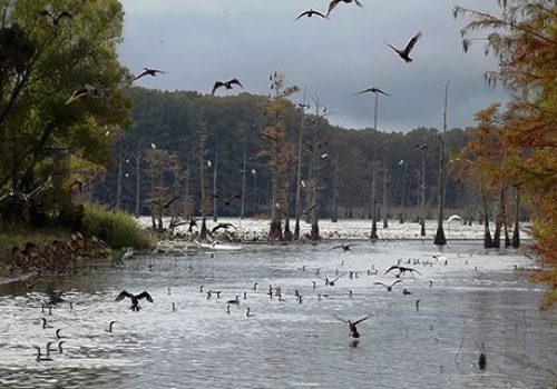 Black Bayou Lake